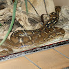 Angolan python