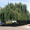 Weeping Willow