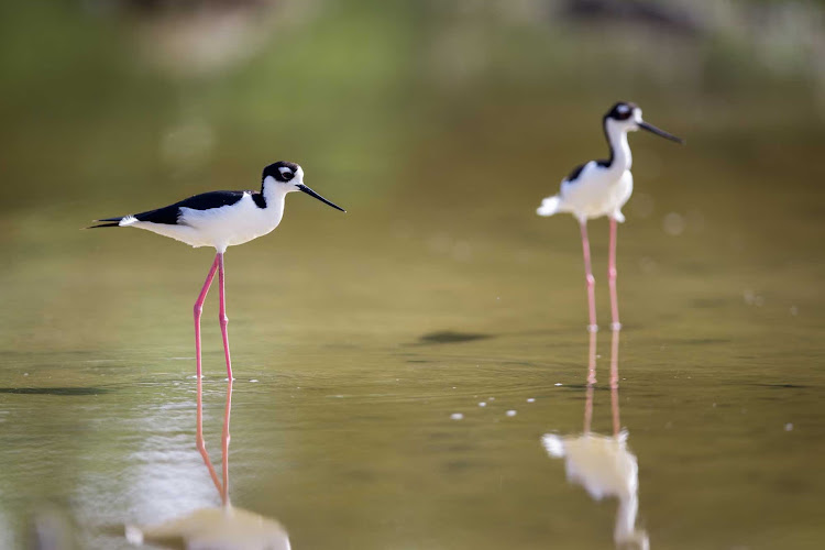 A black-necked stilt in the Cayman Islands.