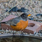 American Robin