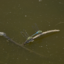 Green Darner