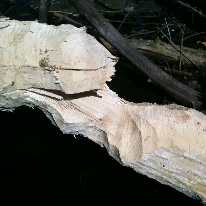 Beaver-chewed tree