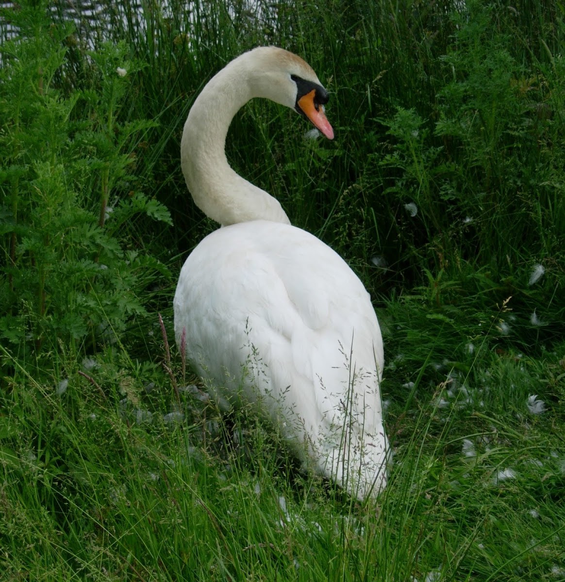 Cisne común. Mute Swan