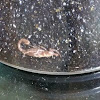 California common scorpion