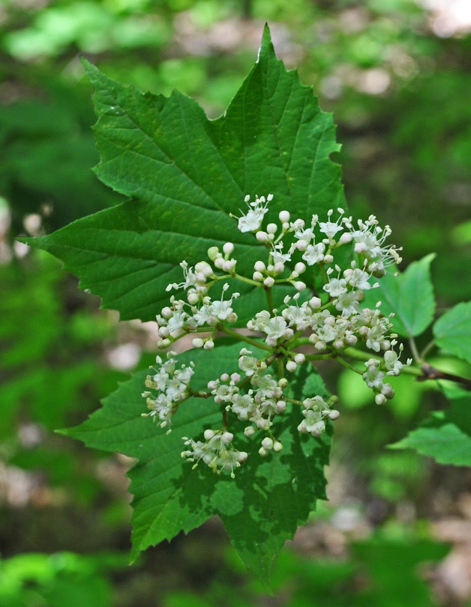 Maple-Leaved Viburnum