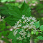 Maple-Leaved Viburnum