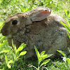 European Rabbit,Coelho Europeu