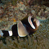 Wide-banded Anemonefish