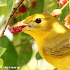 Summer tanager, female