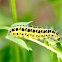 Six-spot Burnet Caterpillar