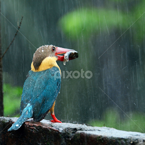 Monsoon special!! by Suchetana Sen - Animals Birds
