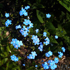 Forget-me-Not