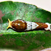 Caterpillar-Papilionidae family.