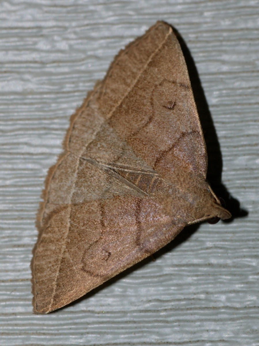 Early Zanclognatha Moth