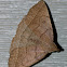 Early Zanclognatha Moth