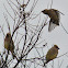 Cedar Waxwing