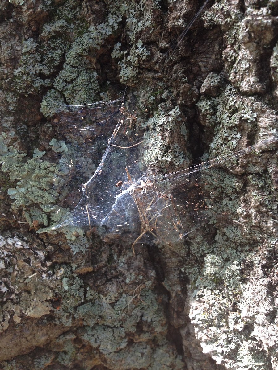 Spider nest