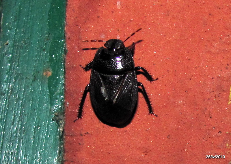Burrowing Bug (Hemiptera)