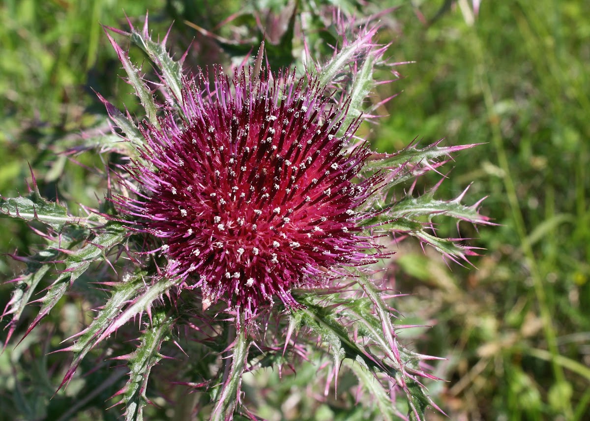 Yellow Thistle Project Noah
