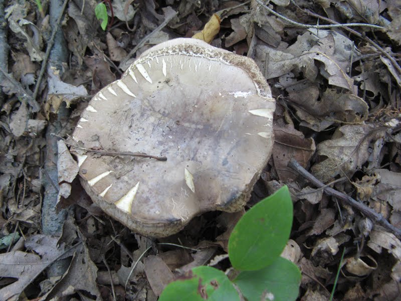 Tylopilus badiceps complex, 2 of 2