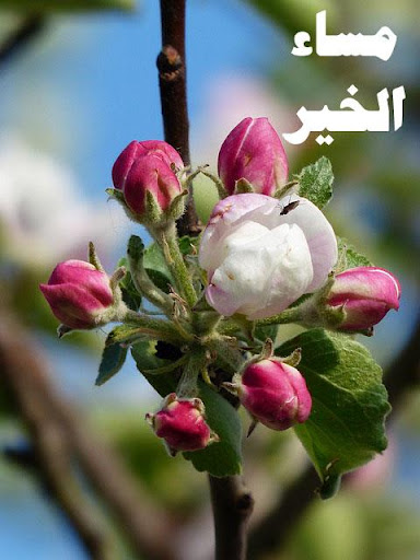 【免費生活App】صور مساء الخير للواتس اب-APP點子