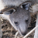 Joey (baby Kangaroo)