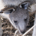 Joey (baby Kangaroo)