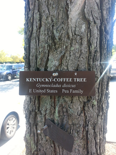 Kentucky-Coffee Tree