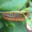 Buff Ermine Caterpillar
