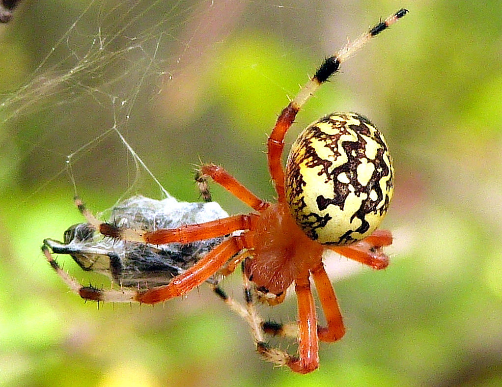 Marbled Orb Weaver Spider