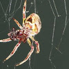 Tropical orb weaver Spider