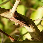 Green cloverworm moth