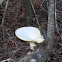 Table top fungus / mushroom