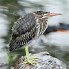 Green Heron (immature)