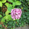 Bigleaf Hydrangea - Gartenhortensie