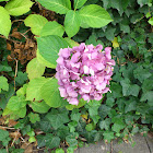 Bigleaf Hydrangea - Gartenhortensie