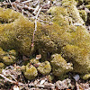 Pincushion Moss