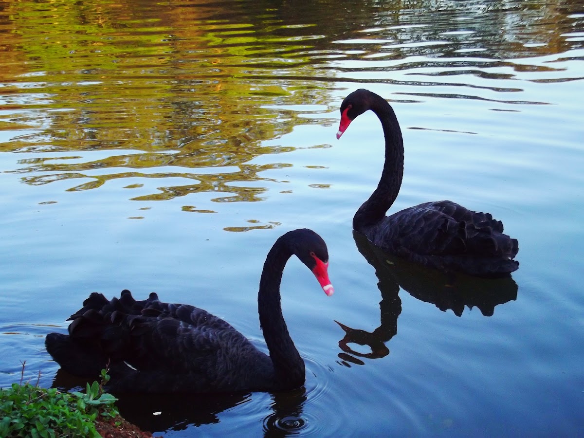 Black swan