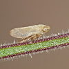 Meadow spittlebug