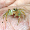 Two-Stripe Jumping Spider (Female)