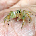 Two-Stripe Jumping Spider (Female)
