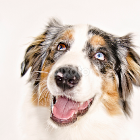 Bowie by Barry Shurchin - Animals - Dogs Portraits