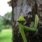 Big female mantis