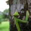 Big female mantis