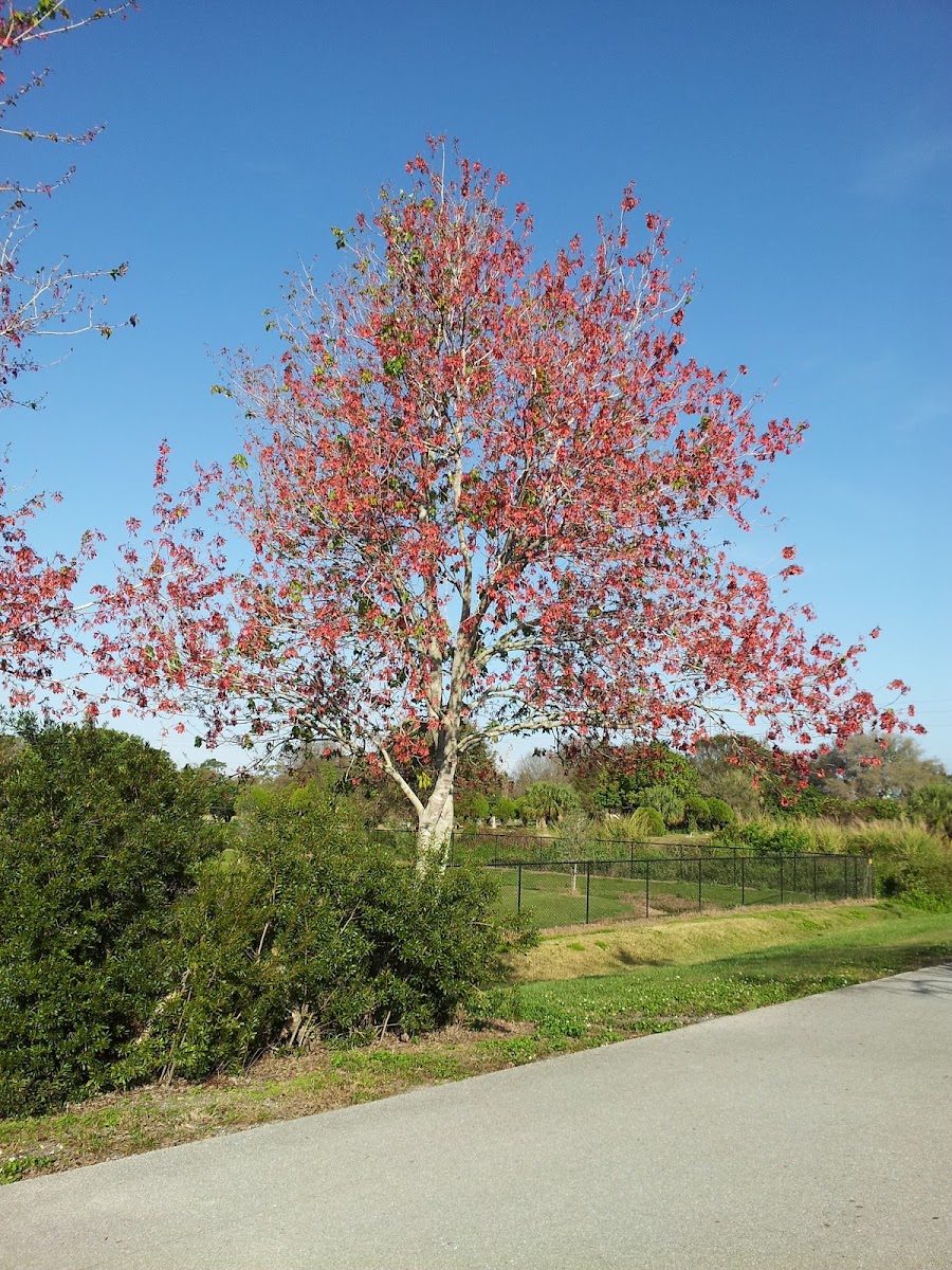 Florida red maple