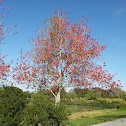Florida red maple