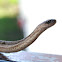 DeKay's Snake (Brown Snake)