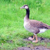 Goose Hybrid