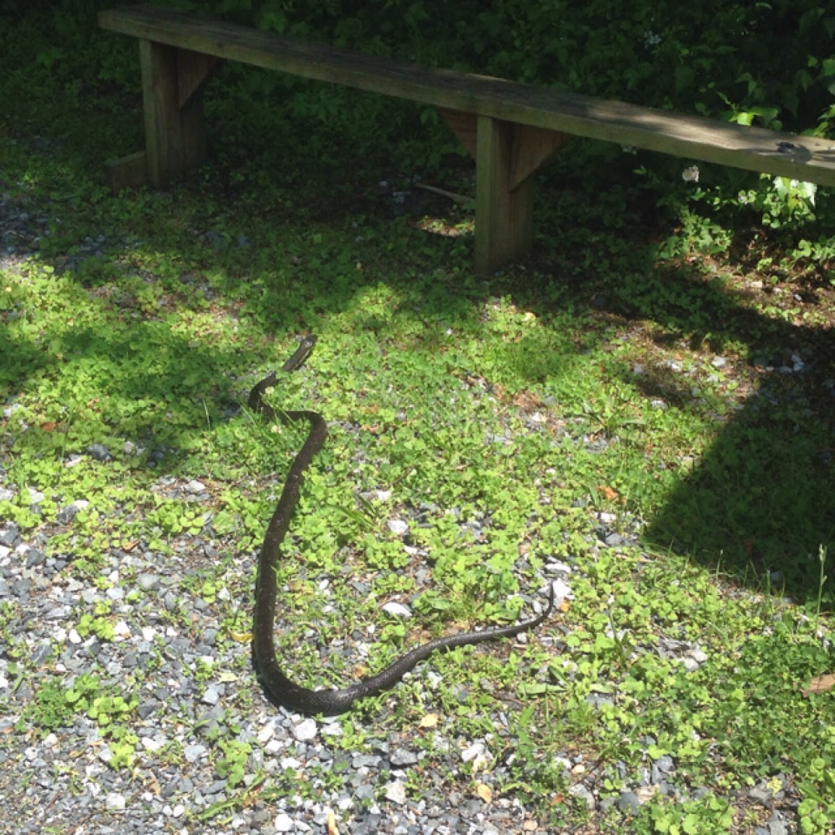 Black Rat Snake