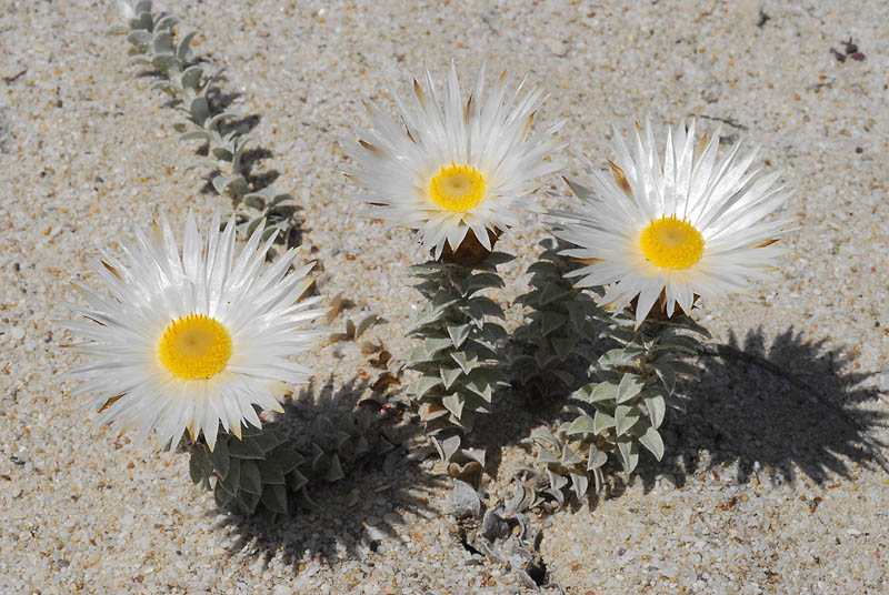 Straw Flowers Project Noah